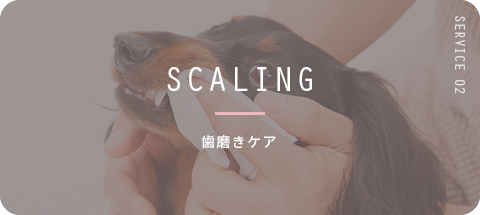 サービス